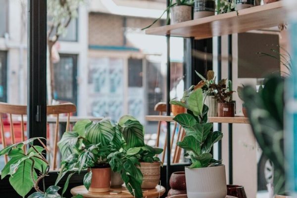 green potted plants on brown wooden seat